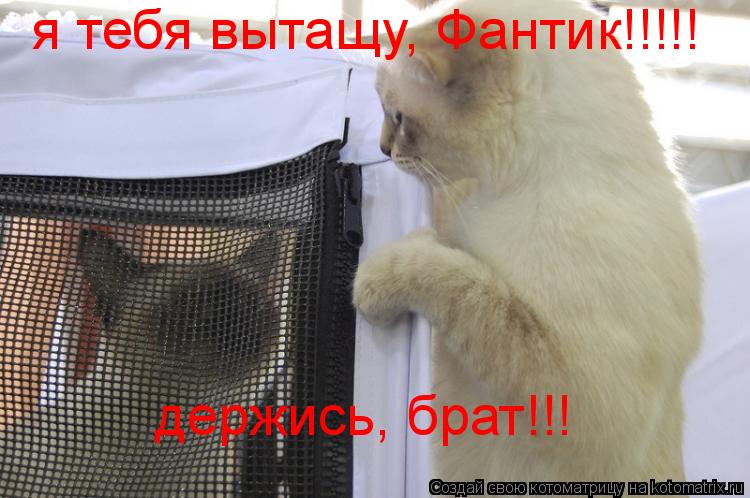 я тебя вытащу, Фантик!!!!! держись, брат!!!... Котоматрица: я тебя вытащу, Фантик!!!!! держись, брат!!!