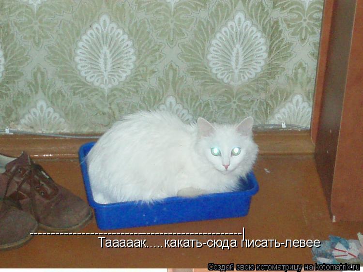 Котоматрица: Тааааак.....какать-сюда писать-левее -------------------------------------------------|