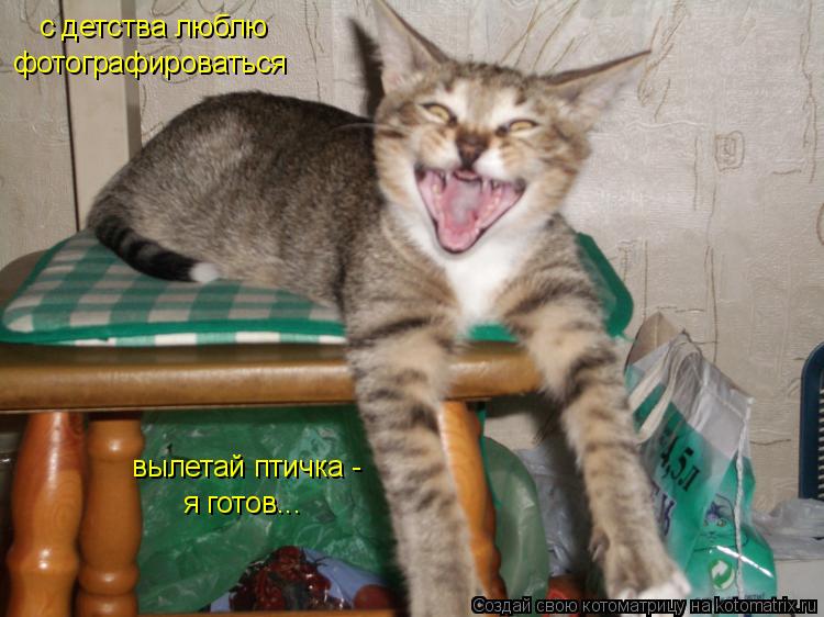 с детства люблю фотографироваться вылетай птичка - я готов...... Котоматрица: с детства люблю фотографироваться вылетай птичка - я готов...
