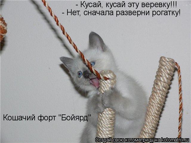 Котоматрица: - Кусай, кусай эту веревку!!! - Нет, сначала разверни рогатку! Кошачий форт "Бойярд"