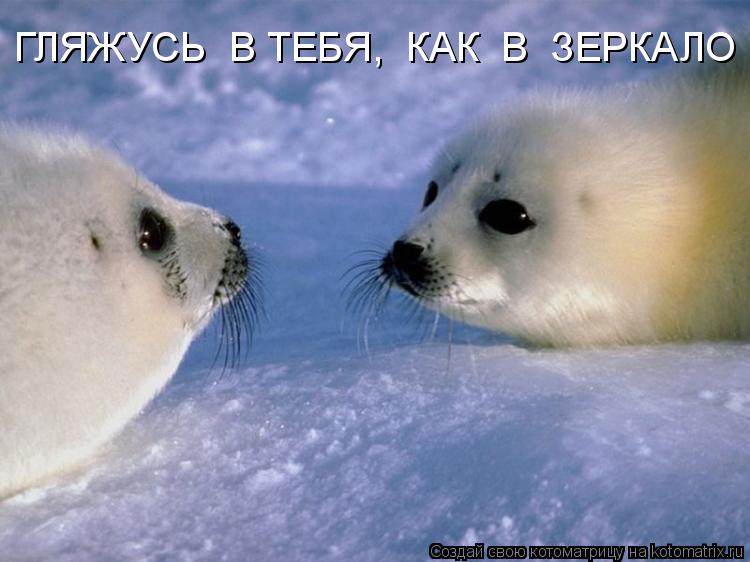 ГЛЯЖУСЬ В ТЕБЯ, КАК В ЗЕРКАЛО... Котоматрица: ГЛЯЖУСЬ В ТЕБЯ, КАК В ЗЕРКАЛО