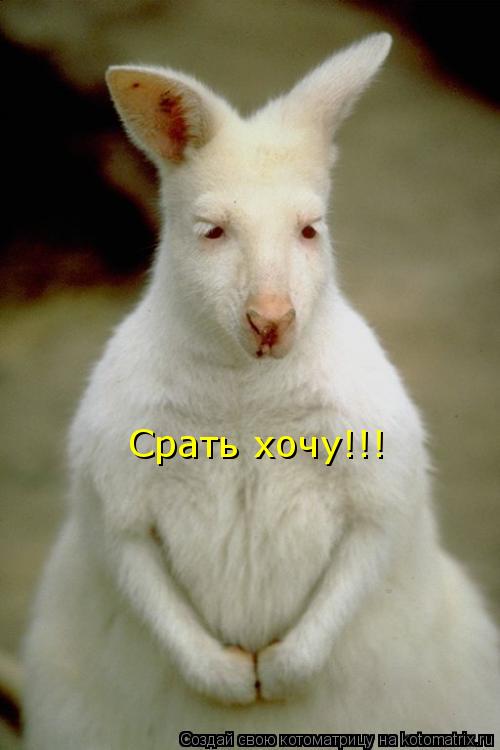 Срать хочу!!!... Котоматрица: Срать хочу!!!