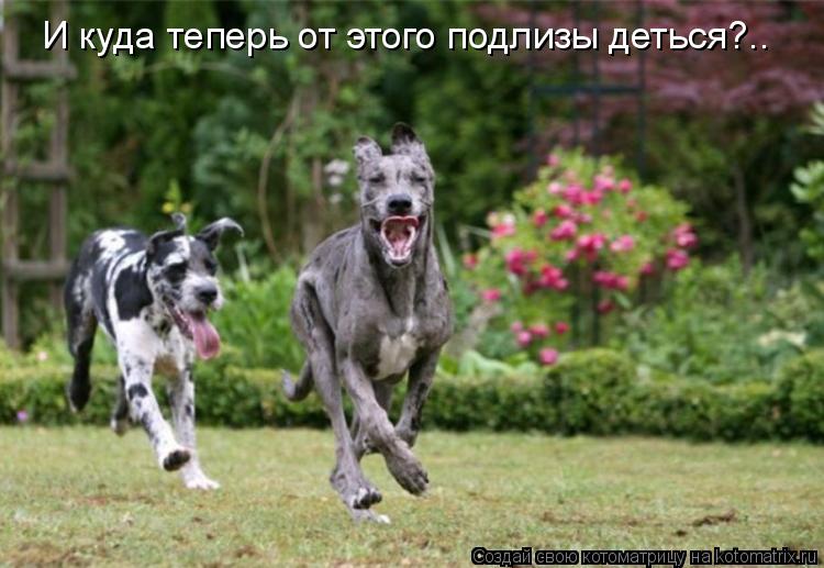 И куда теперь от этого подлизы деться?..... Котоматрица: И куда теперь от этого подлизы деться?..