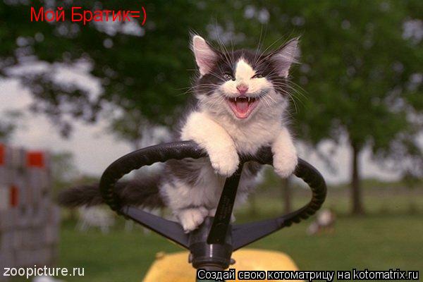 Котоматрица: Мой Братик=)