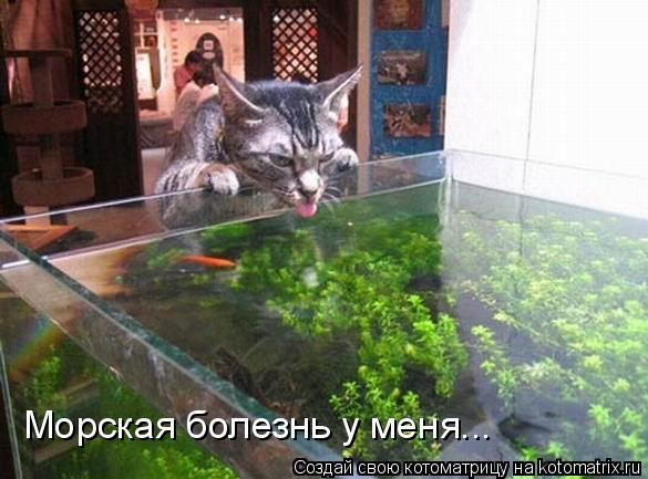 Морская болезнь у меня...... Котоматрица: Морская болезнь у меня...