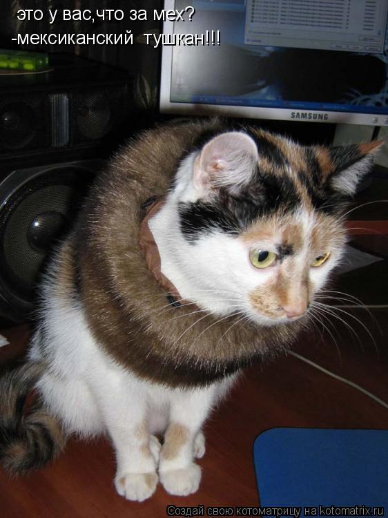 Котоматрица: это у вас,что за мех? -мексиканский  тушкан!!!