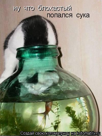 ну что блохастый попался сука... Котоматрица: ну что блохастый попался сука