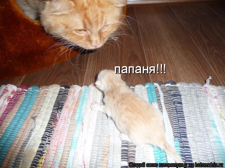 Котоматрица: папаня!!!