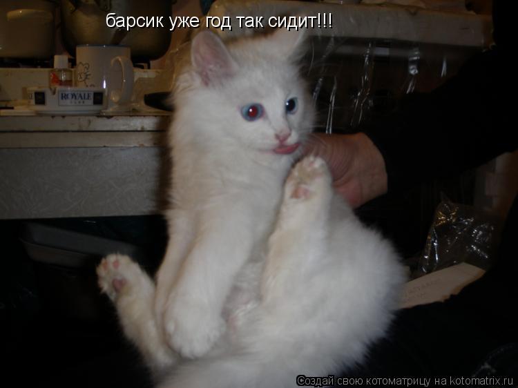 барсик уже год так сидит!!!... Котоматрица: барсик уже год так сидит!!!