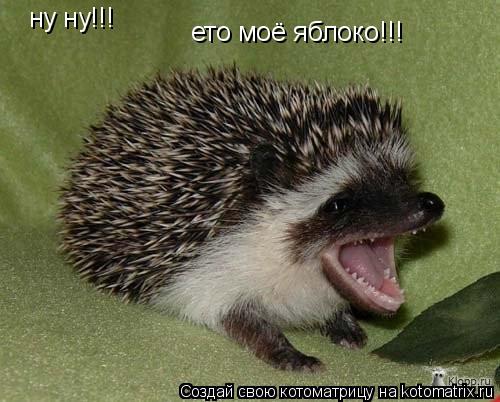 ну ну!!! ето моё яблоко!!!... Котоматрица: ну ну!!! ето моё яблоко!!!