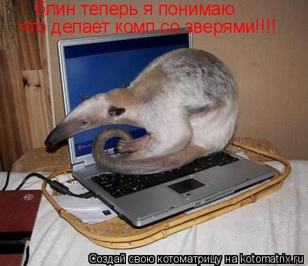 блин теперь я понимаю что делает комп со зверями!!!!... Котоматрица: блин теперь я понимаю что делает комп со зверями!!!!