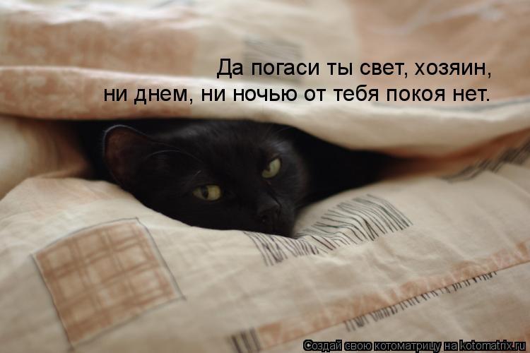 Да погаси ты свет, хозяин, ни днем, ни ночью от тебя покоя нет.... Котоматрица: Да погаси ты свет, хозяин, ни днем, ни ночью от тебя покоя нет.