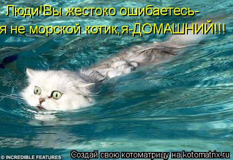 Люди!Вы жестоко ошибаетесь- я не морской котик,я-ДОМАШНИЙ!!!... Котоматрица: Люди!Вы жестоко ошибаетесь- я не морской котик,я-ДОМАШНИЙ!!!