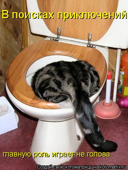 В поисках приключений главную роль играет не голова.... Котоматрица: В поисках приключений главную роль играет не голова.