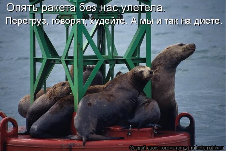 Опять ракета без нас улетела. Перегруз, говорят, худейте. А мы и так на диете.... Котоматрица: Опять ракета без нас улетела. Перегруз, говорят, худейте. А мы и так на диете.