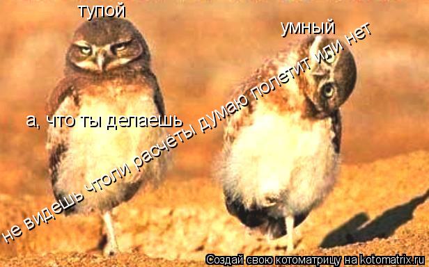 тупой умный а, что ты делаешь не видешь чтоли расчёты думаю полетит или нет... Котоматрица: тупой умный а, что ты делаешь не видешь чтоли расчёты думаю полетит или нет