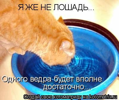 Я ЖЕ НЕ ЛОШАДЬ... Одного ведра будет вполне достаточно...... Котоматрица: Я ЖЕ НЕ ЛОШАДЬ... Одного ведра будет вполне достаточно...