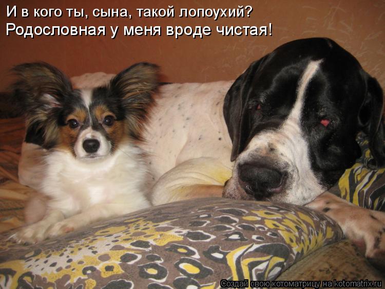 И в кого ты, сына, такой лопоухий? Родословная у меня вроде чистая!... Котоматрица: И в кого ты, сына, такой лопоухий? Родословная у меня вроде чистая!