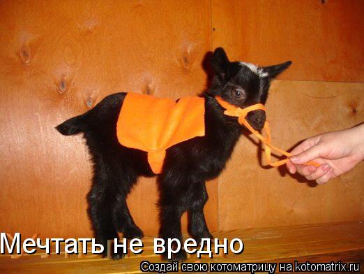 Мечтать не вредно... Котоматрица: Мечтать не вредно