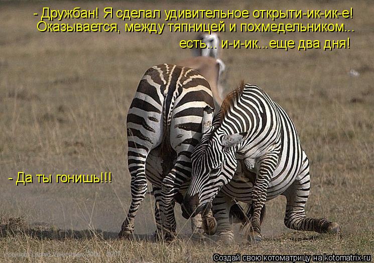 Котоматрица: - Дружбан! Я сделал удивительное открыти-ик-ик-е! Оказывается, между тяпницей и похмедельником...  есть... и-и-ик...еще два дня!  - Да ты гонишь!!!