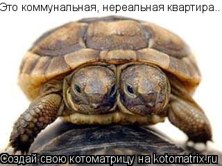 Это коммунальная, нереальная квартира..... Котоматрица: Это коммунальная, нереальная квартира..