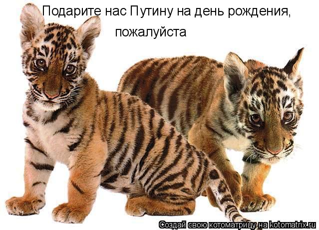 Подарите нас Путину на день рождения, пожалуйста... Котоматрица: Подарите нас Путину на день рождения, пожалуйста