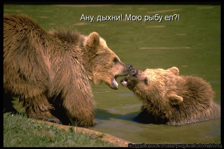 Ану, дыхни! Мою рыбу ел?!... Котоматрица: Ану, дыхни! Мою рыбу ел?!