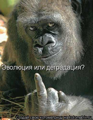 Эволюция или деградация?... Котоматрица: Эволюция или деградация?