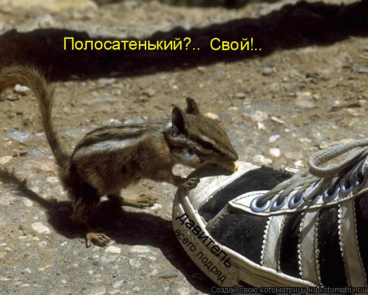 Полосатенький?.. Свой!.. давитель всего подряд... Котоматрица: Полосатенький?.. Свой!.. давитель всего подряд