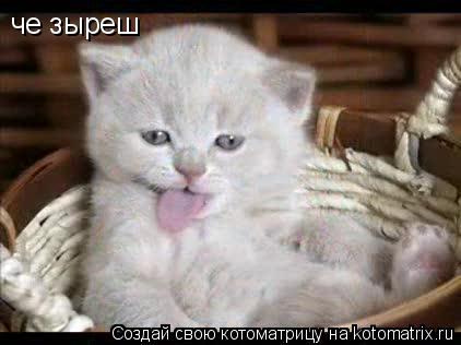 че зыреш... Котоматрица: че зыреш