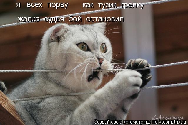 я всех порву как тузик грелку жалко судья бой остановил... Котоматрица: я всех порву как тузик грелку жалко судья бой остановил