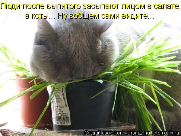 Люди после выпитого засыпают лицом в салате, а коты... Ну вобщем сами видите...... Котоматрица: Люди после выпитого засыпают лицом в салате, а коты... Ну вобщем сами видите...