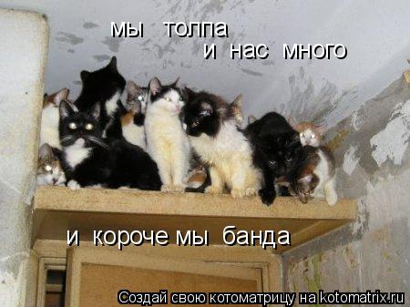 Котоматрица: мы   толпа и  нас  много и  короче мы  банда