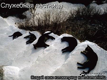 Котоматрица: Служебная лестница