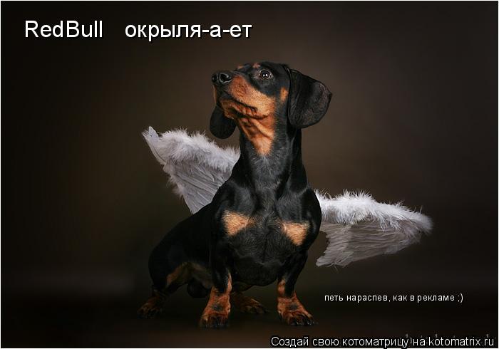 RedBull окрыля-а-ет петь нараспев, как в рекламе ;)... Котоматрица: RedBull окрыля-а-ет петь нараспев, как в рекламе ;)