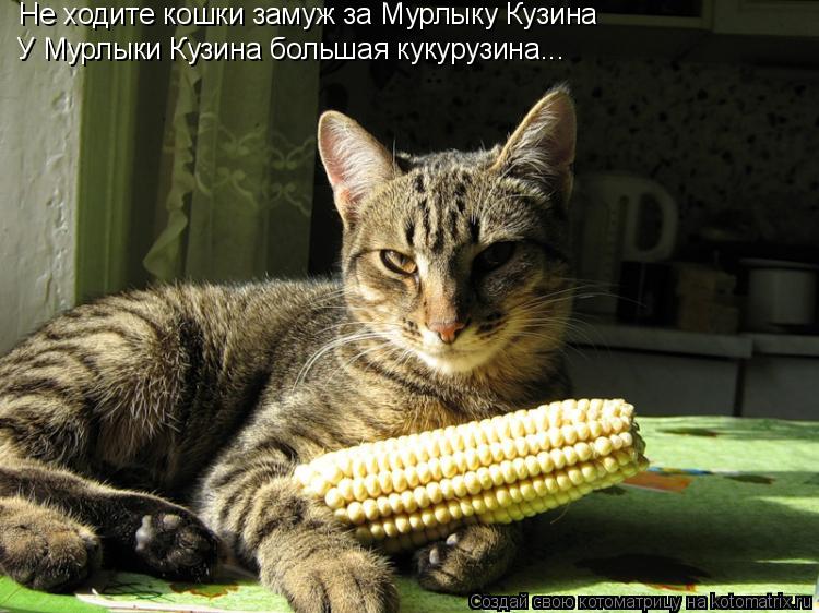 Не ходите кошки замуж за Мурлыку Кузина У Мурлыки Кузина большая кукурузина...... Котоматрица: Не ходите кошки замуж за Мурлыку Кузина У Мурлыки Кузина большая кукурузина...