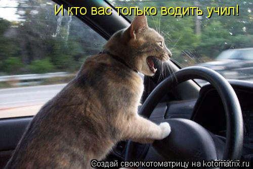 И кто вас только водить учил!... Котоматрица: И кто вас только водить учил!