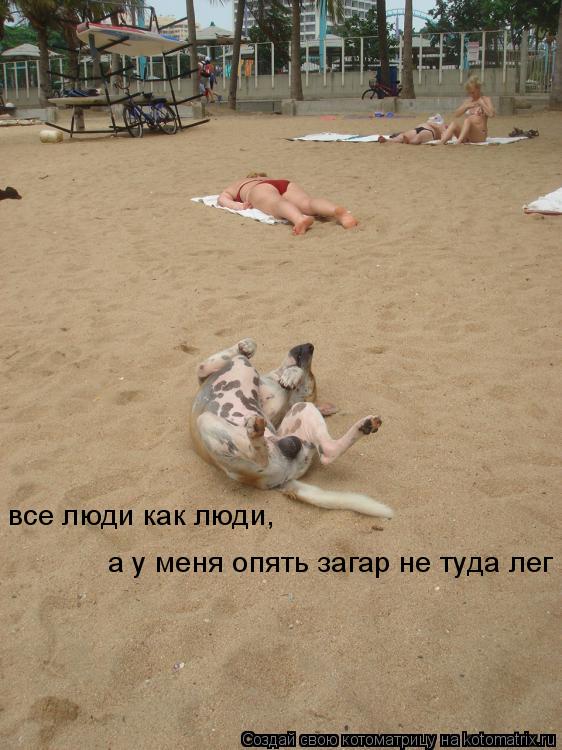 Котоматрица: все люди как люди,   а у меня опять загар не туда лег