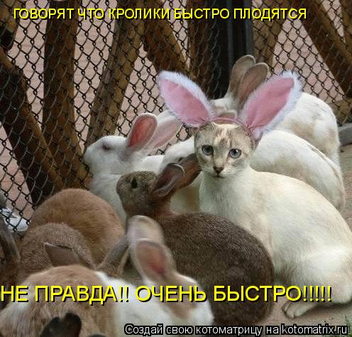 ГОВОРЯТ ЧТО КРОЛИКИ БЫСТРО ПЛОДЯТСЯ НЕ ПРАВДА!! ОЧЕНЬ БЫСТРО!!!!!... Котоматрица: ГОВОРЯТ ЧТО КРОЛИКИ БЫСТРО ПЛОДЯТСЯ НЕ ПРАВДА!! ОЧЕНЬ БЫСТРО!!!!!