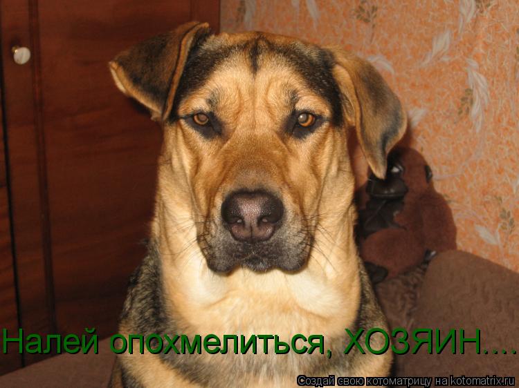 Налей опохмелиться, ХОЗЯИН....... Котоматрица: Налей опохмелиться, ХОЗЯИН....