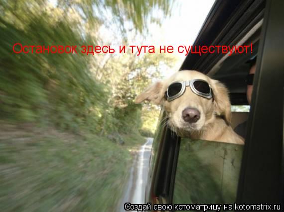 Котоматрица: Остановок здесь и тута не существуют!