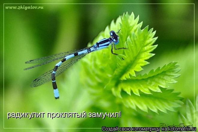 радикулит проклятый замучил!... Котоматрица: радикулит проклятый замучил!