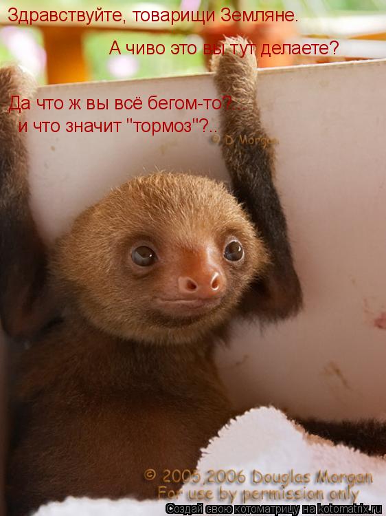 Здравствуйте, товарищи Земляне. А чиво это вы тут делаете? Да что ж вы всё бегом-то?... и что значит... Котоматрица: Здравствуйте, товарищи Земляне. А чиво это вы тут делаете? Да что ж вы всё бегом-то?... и что значит "тормоз"?..