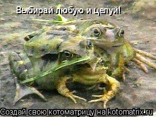 Выбирай любую и целуй!... Котоматрица: Выбирай любую и целуй!