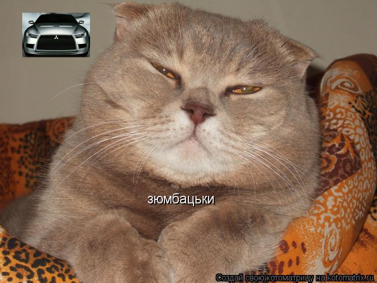 зюмбацьки... Котоматрица: зюмбацьки