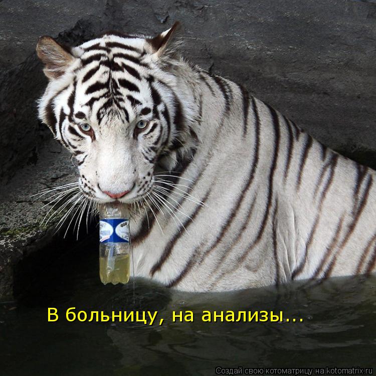 В больницу, на анализы...... Котоматрица: В больницу, на анализы...