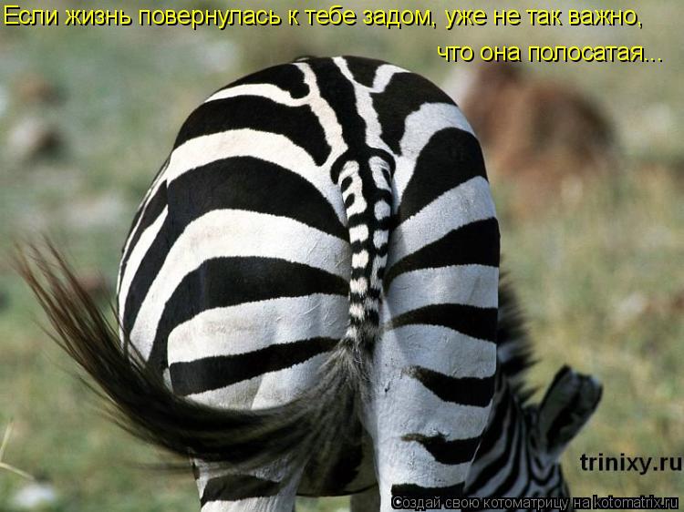Если жизнь повернулась к тебе задом, уже не так важно, что она полосатая...... Котоматрица: Если жизнь повернулась к тебе задом, уже не так важно, что она полосатая...