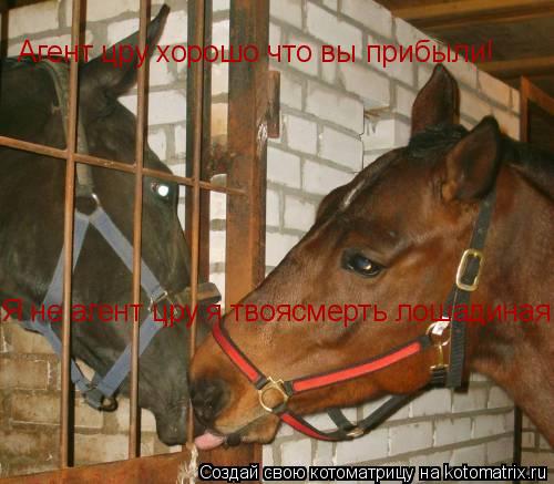 Агент цру хорошо что вы прибыли! Я не агент цру я твоясмерть лошадиная!... Котоматрица: Агент цру хорошо что вы прибыли! Я не агент цру я твоясмерть лошадиная!