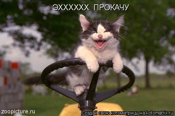 ЭХХХХХХ ПРОКАЧУ... Котоматрица: ЭХХХХХХ ПРОКАЧУ