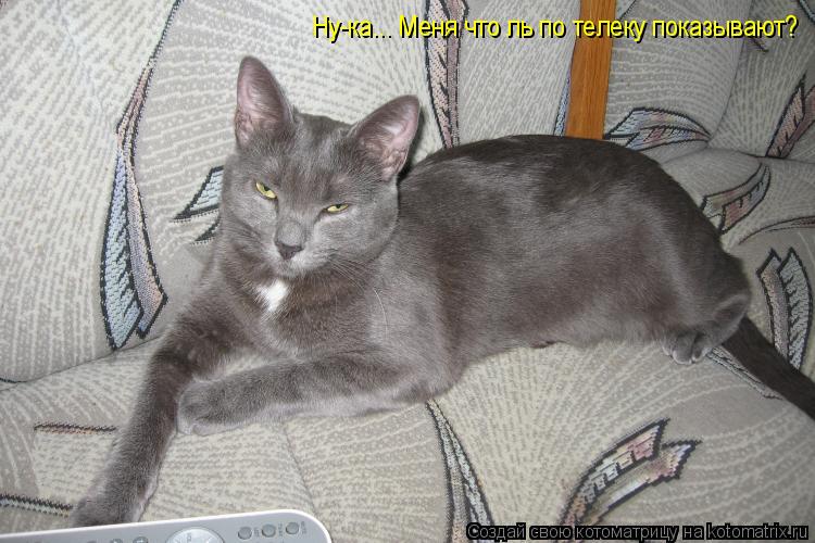 Котоматрица: Ну-ка... Меня что ль по телеку показывают?